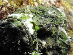 Devil Scorpion Fish while Free-Diving by Daniel Sasse 